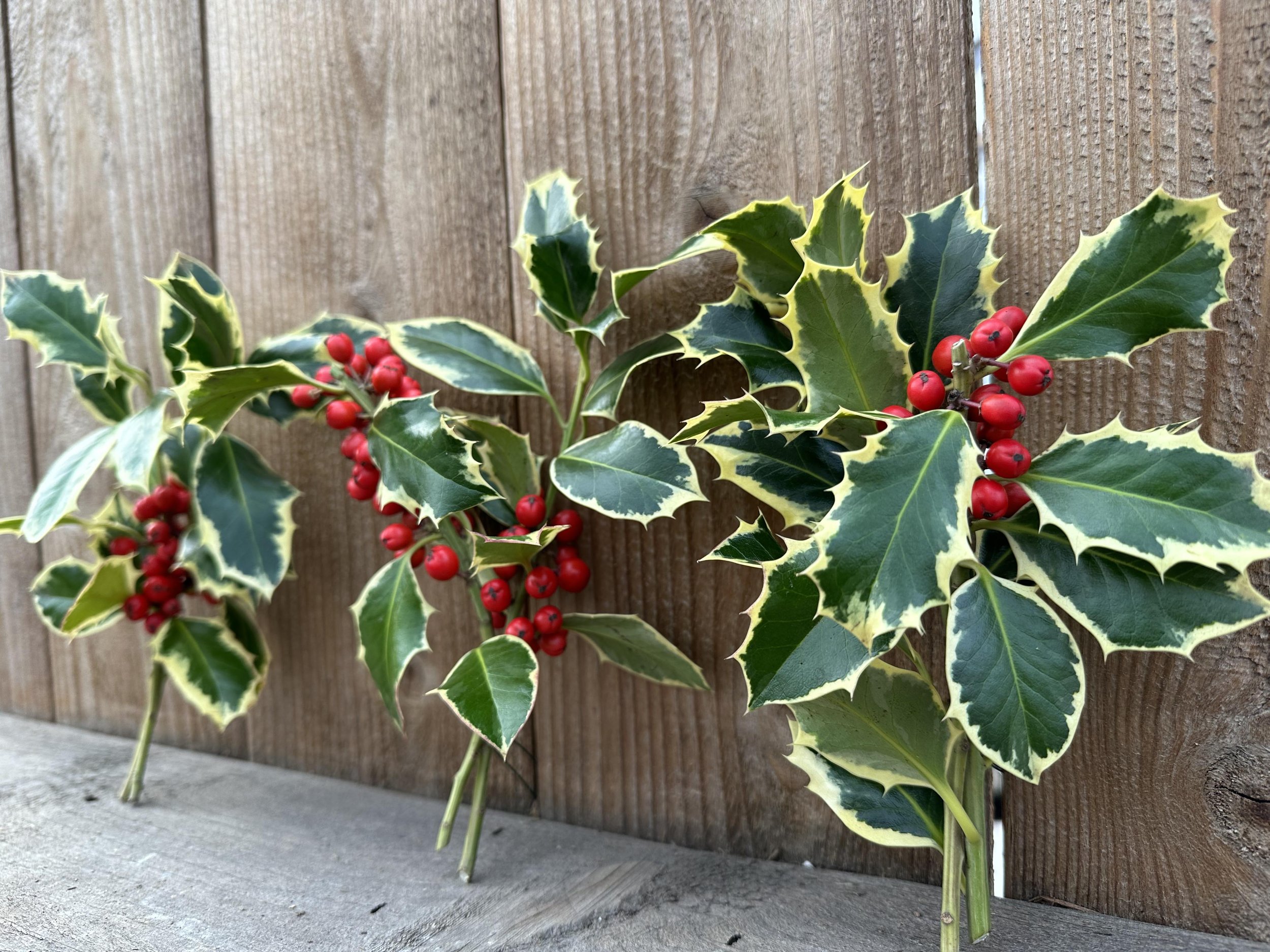 variegated holly bunches from the side2.jpg
