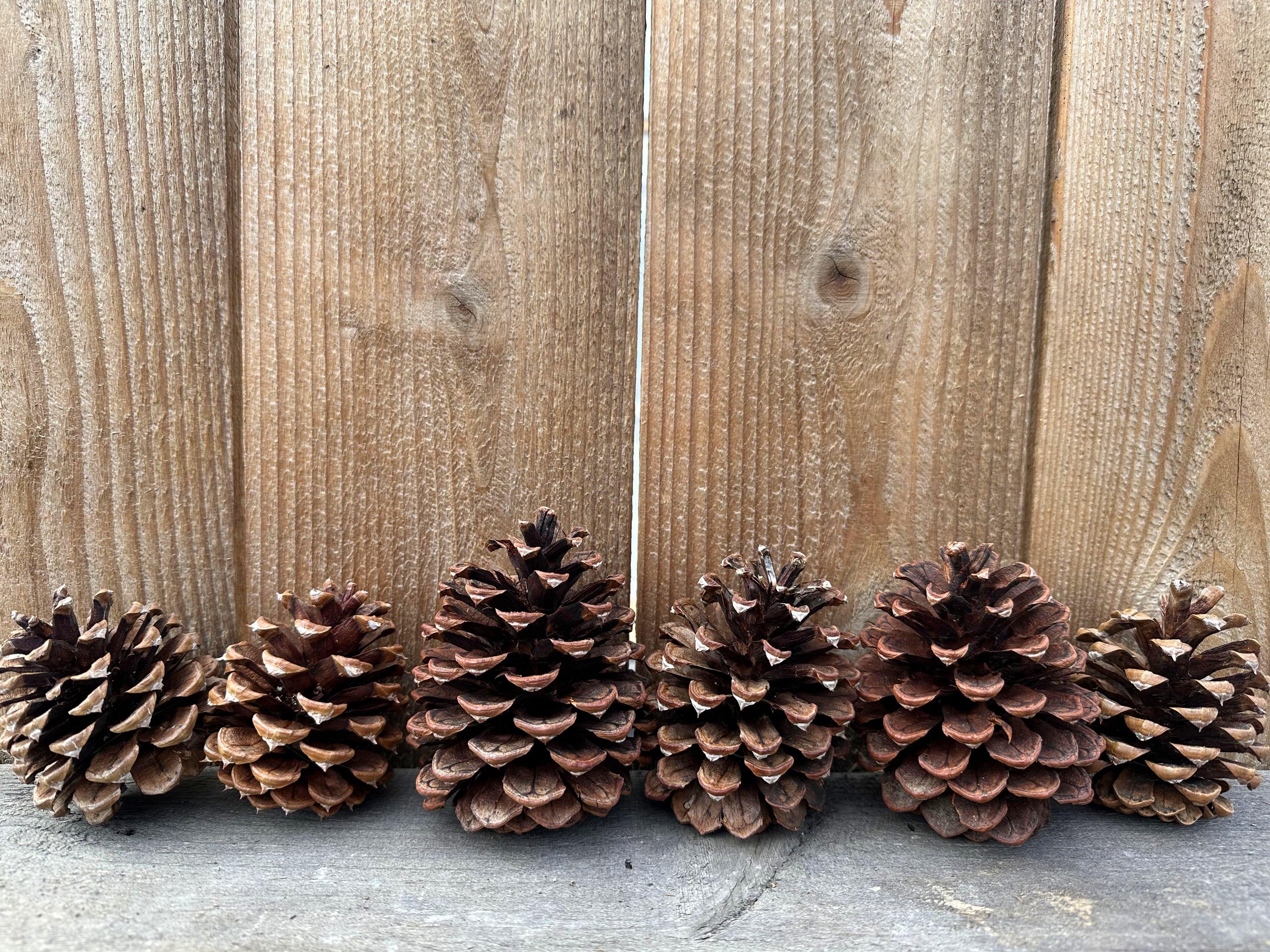 Pinecones2.jpg