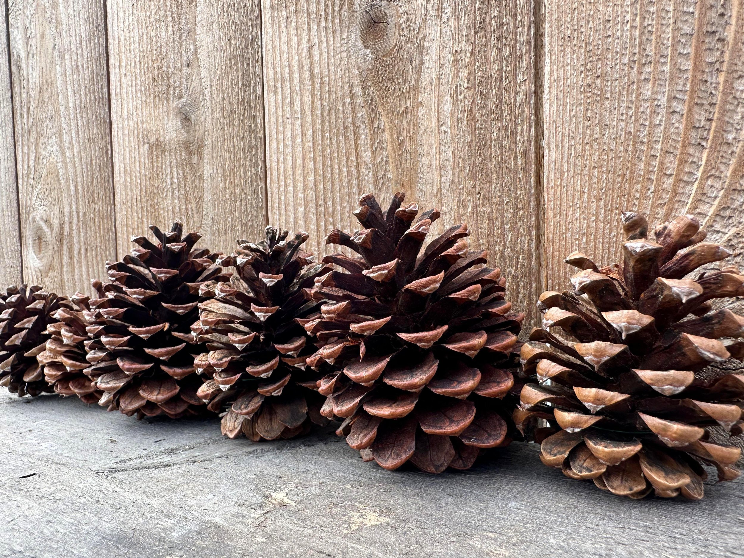 Pinecones from the side.jpg