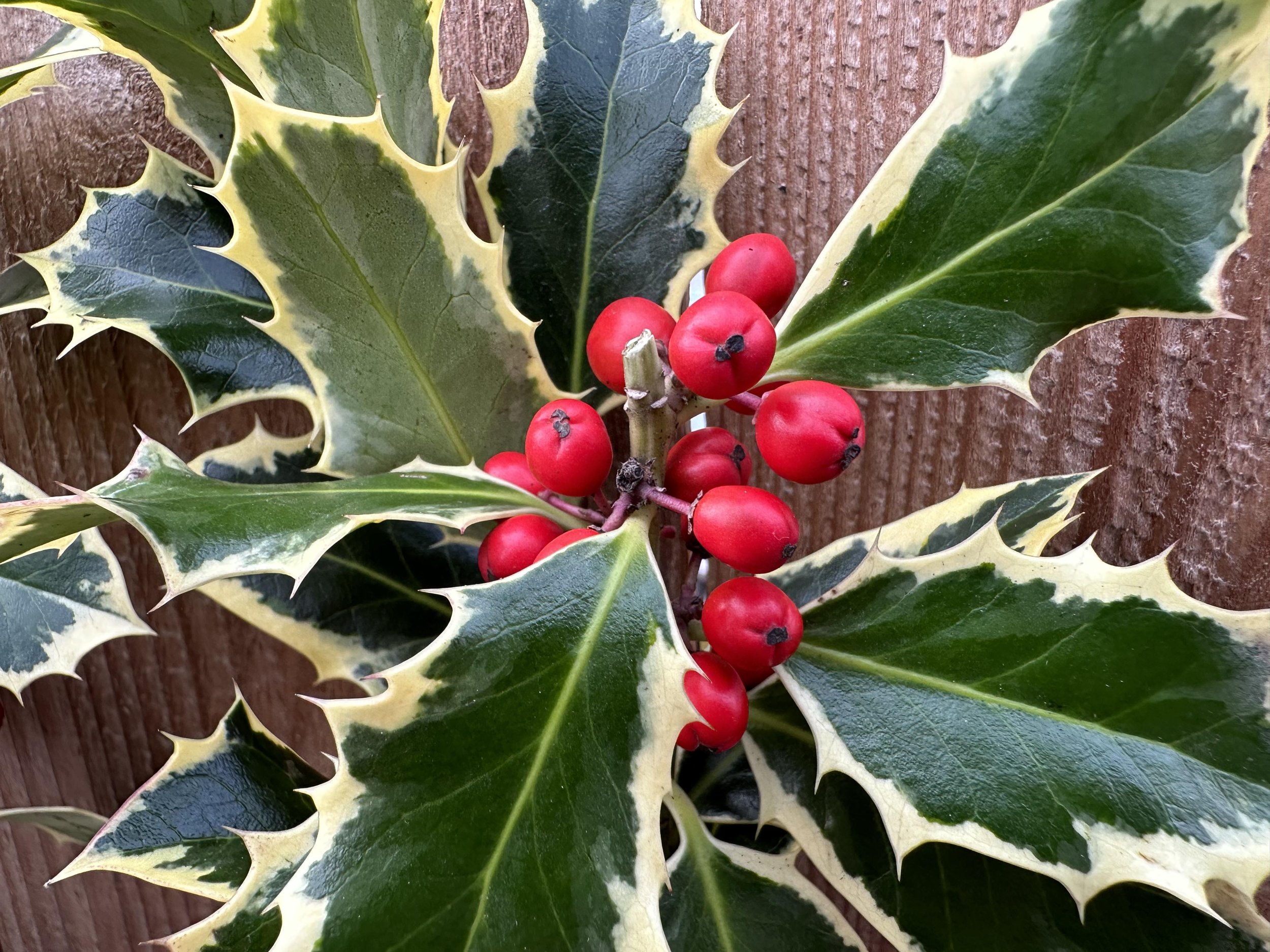 variegated holly bunches up close2.jpg