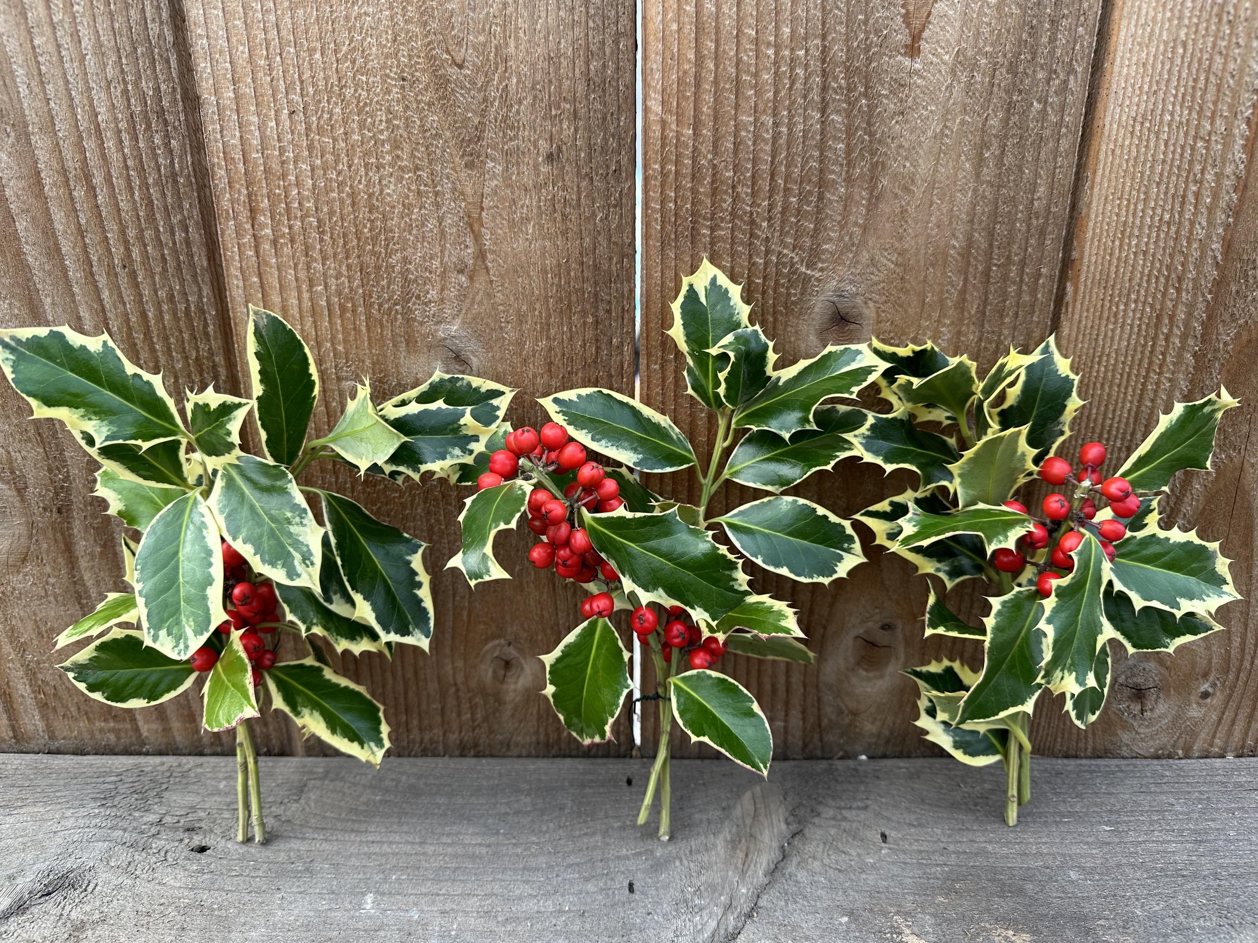 variegated holly bunches.jpg