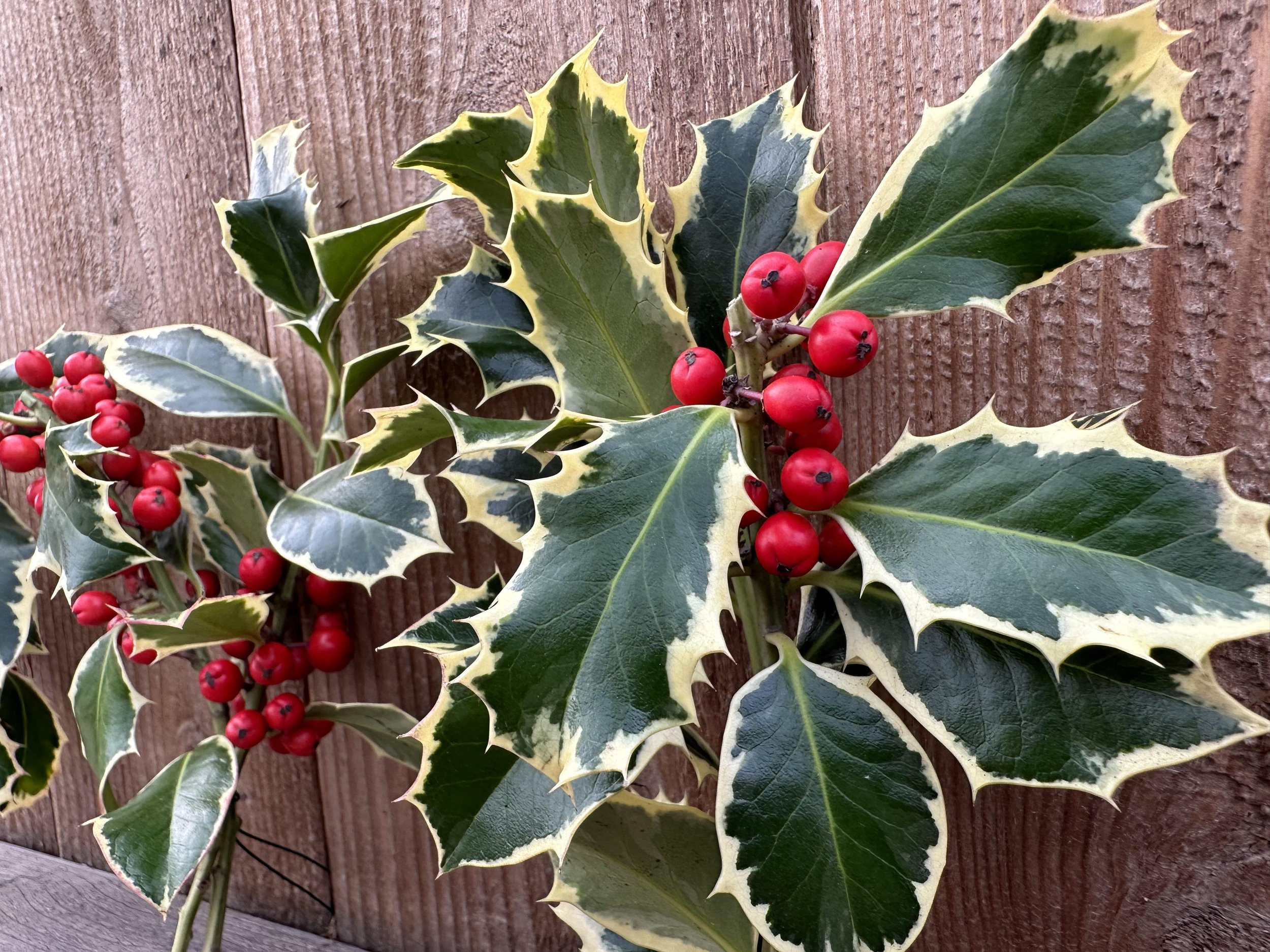 variegated holly bunches from the side.jpg