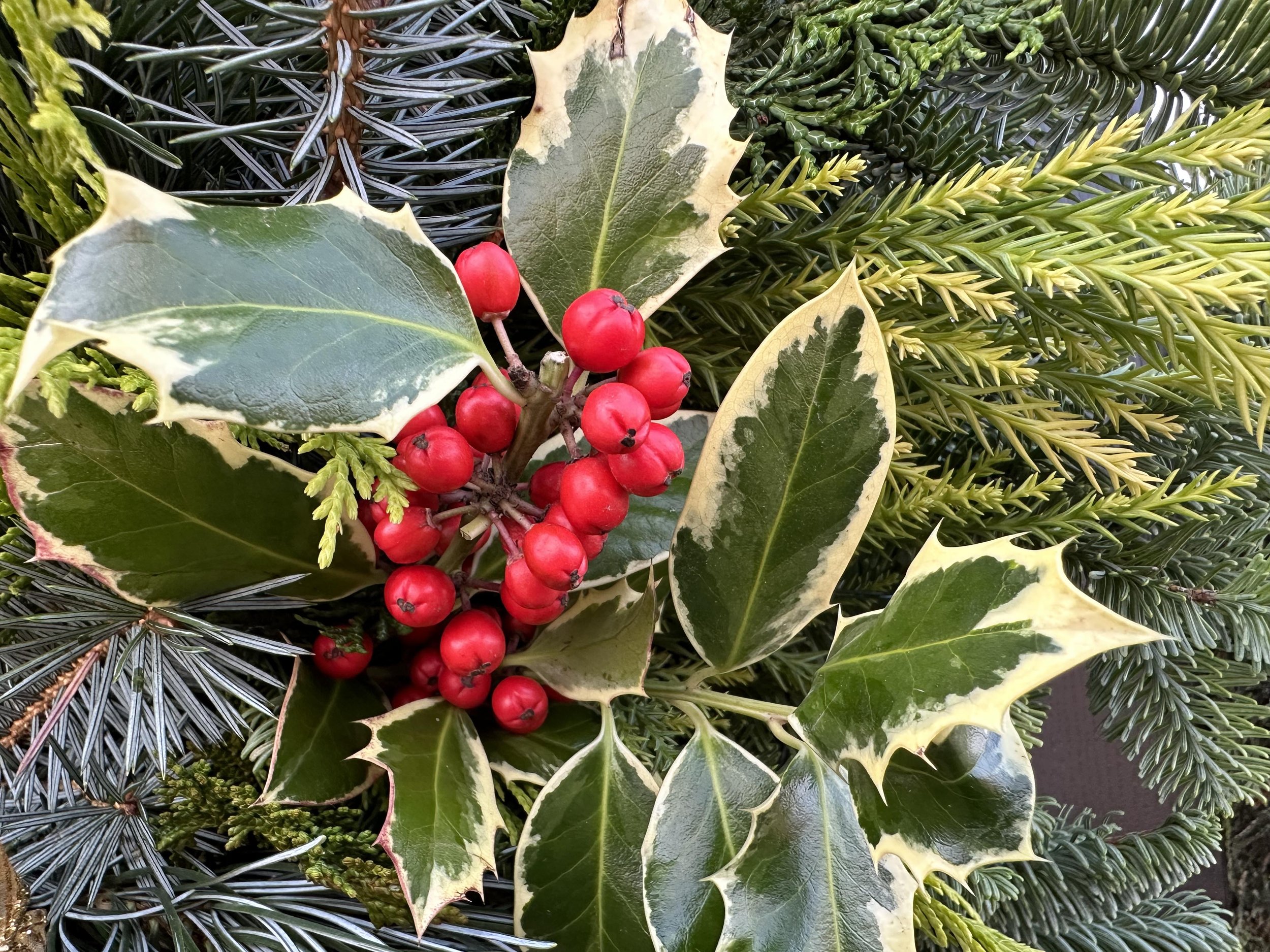 variegated holly bunches on wreath.jpg