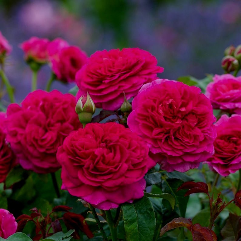 David Austin English Roses — Sunnyside Nursery