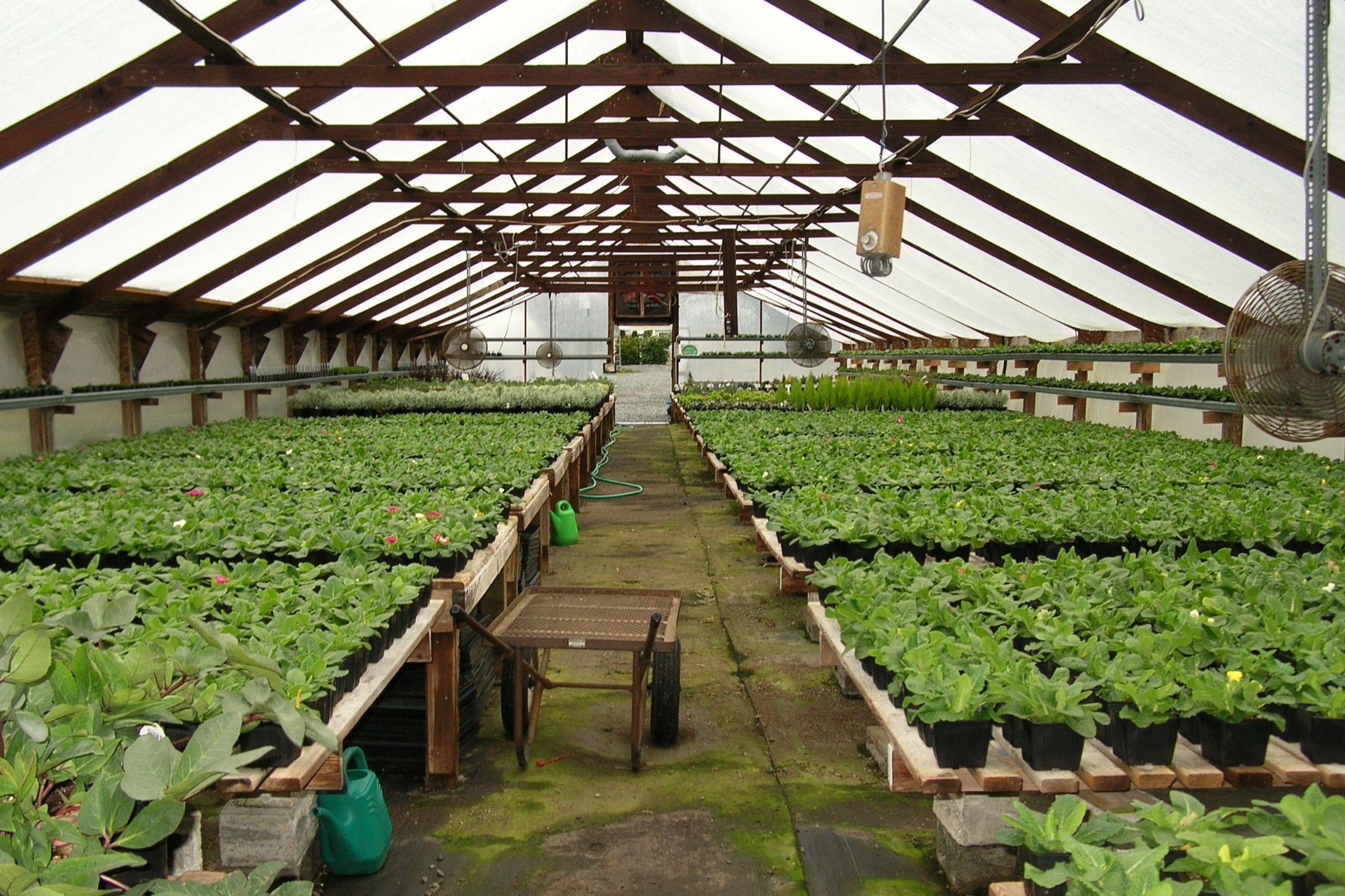Growing+greenhouse+Jan+18+2007.jpg