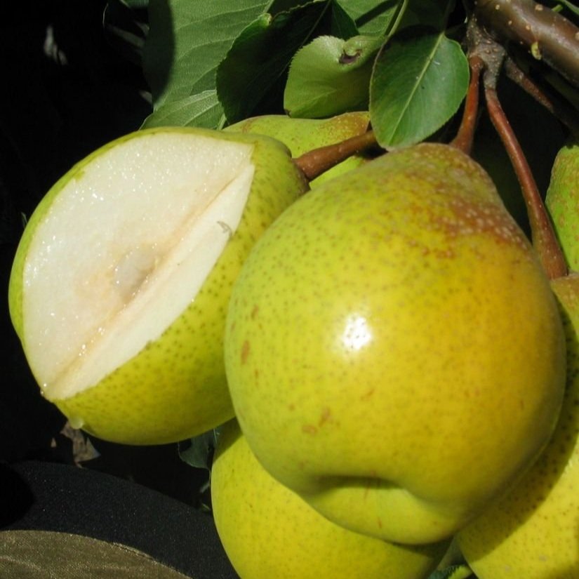 Asian Pear ‘Ya Li’