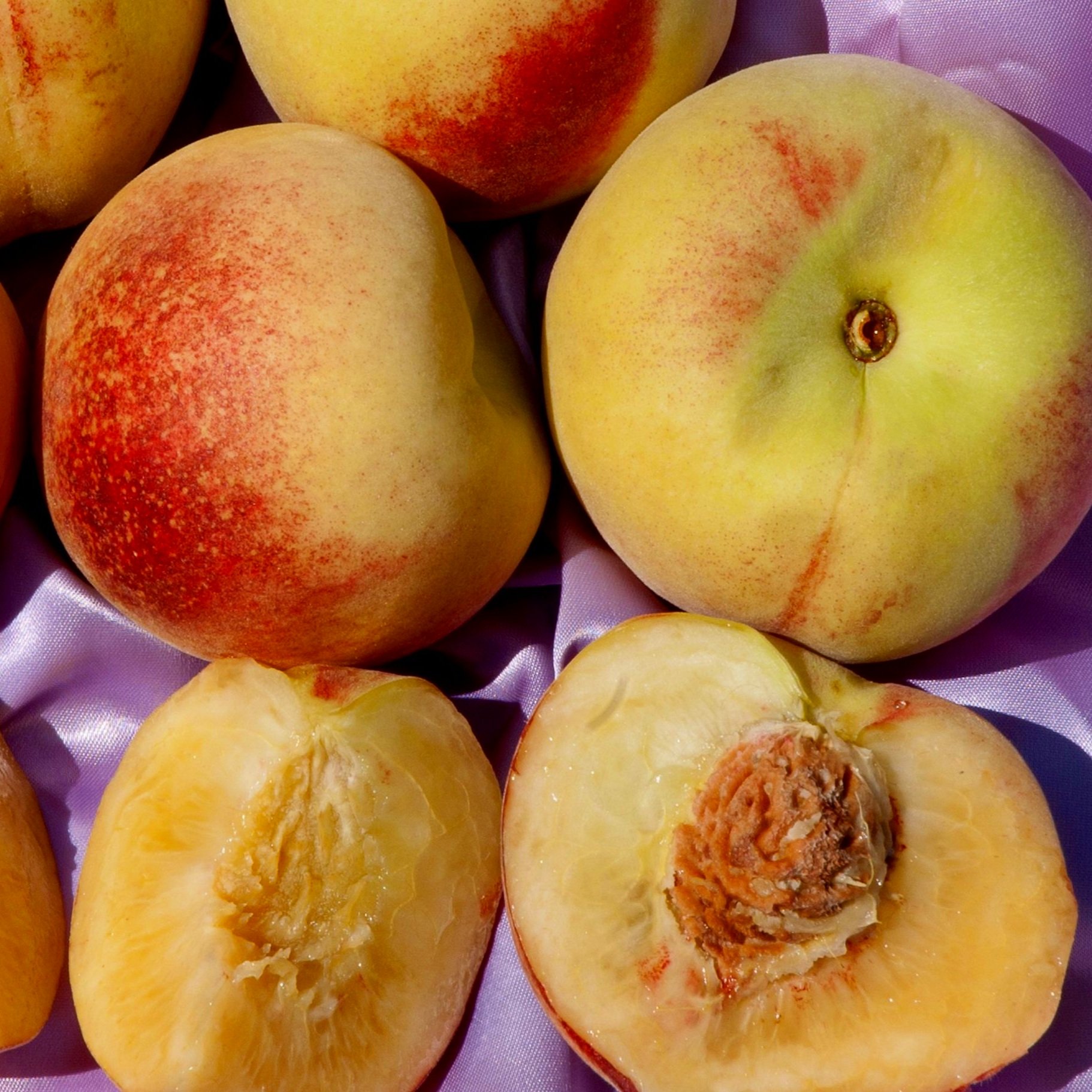 Peach ‘Salish Summer’ (Q-1-8)
