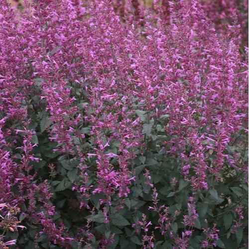 Agastache ‘Meant to Bee Series’
