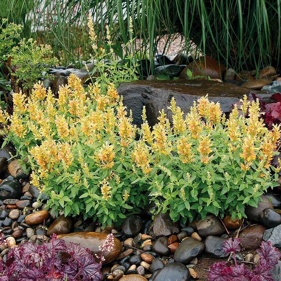 Agastache ‘Poquito Butter Yellow’