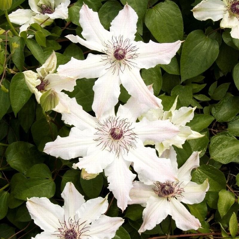 Clematis ‘Vancouver Series’