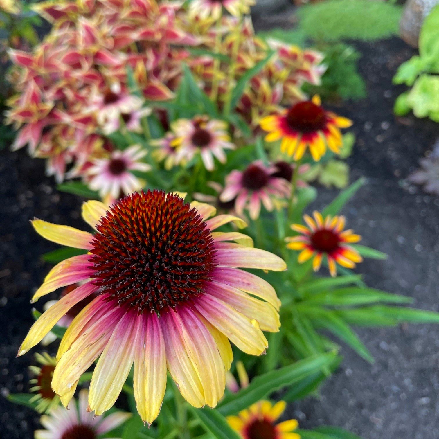 Echinacea ‘Fine Feathered Parrot’