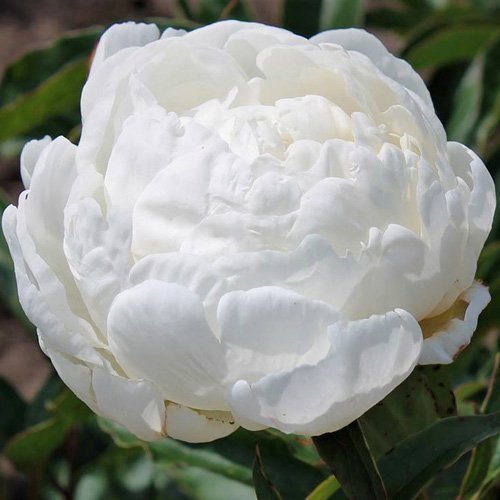 Peony lactiflora ‘Gardenia’