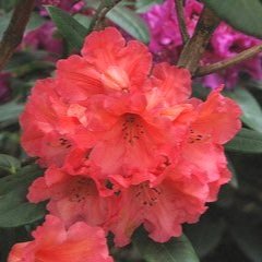 Rhododendron ‘Lem’s Tangerine’
