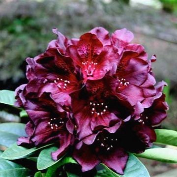 Rhododendron ‘Black Widow’