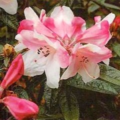 Rhododendron ‘Coastal Spice’