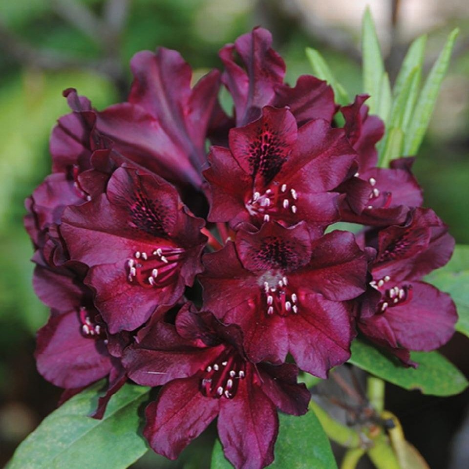 Rhododendron ‘Dark Lord’