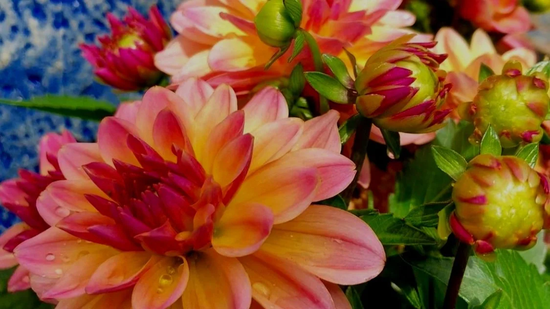 Time To Plant Summer-Blooming Bulbs