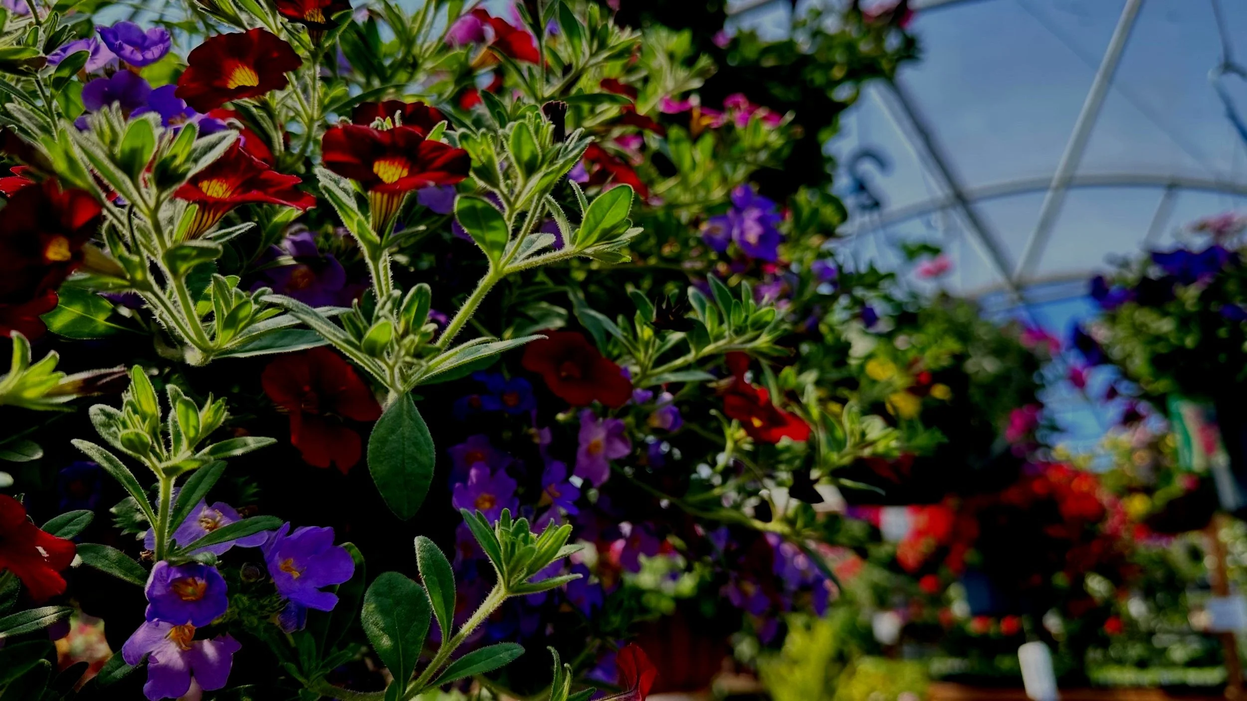 Get Some Color In Your Garden, For Pete's Sake