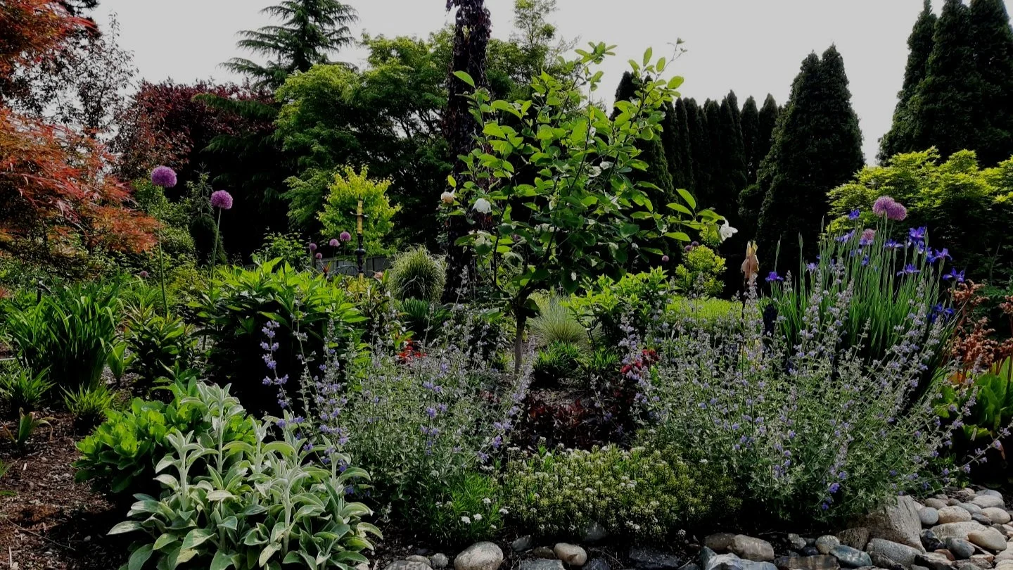 The Changing Garden, What A Difference A Couple Of Weeks Can Make