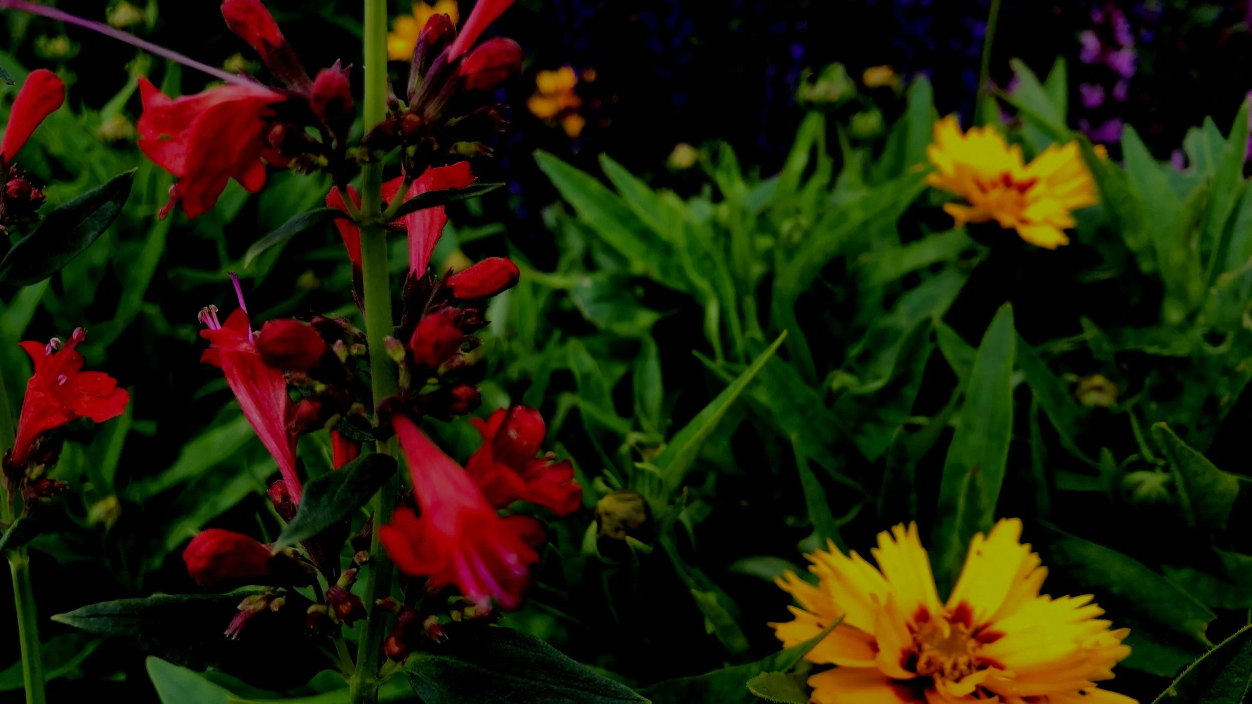 Make Your Garden Look “Hellaciously Good” With Heleniums, Helianthus, AND Heliopsis