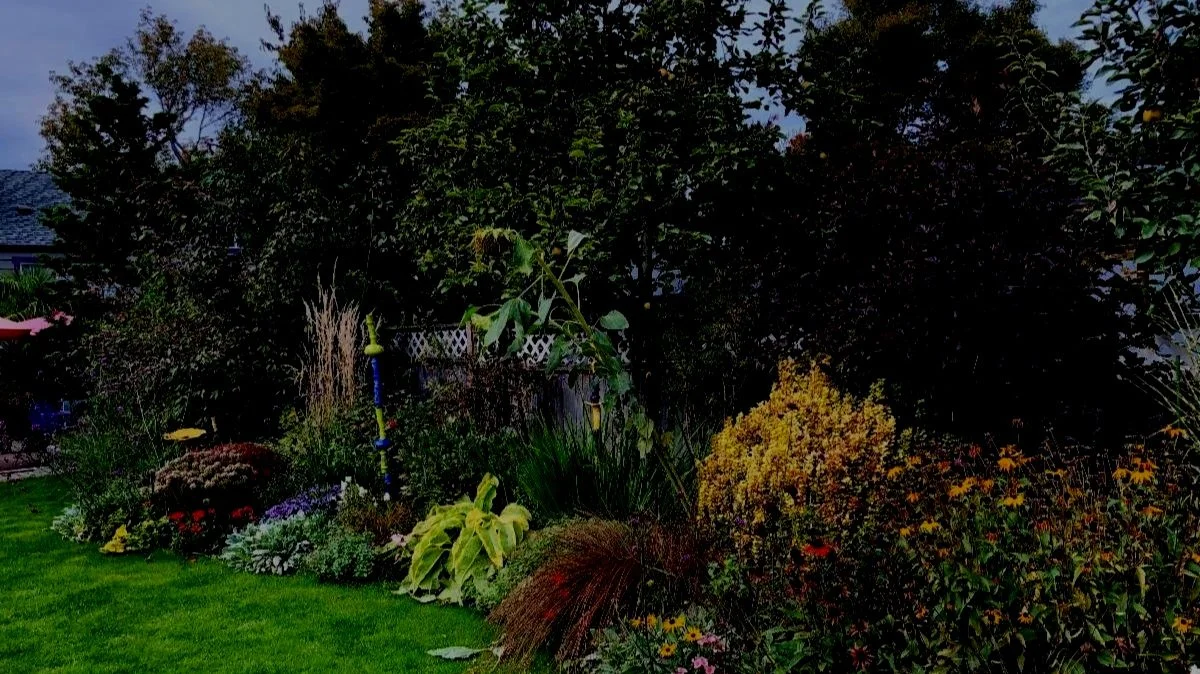 The Curious Case Of The Crooked Conifer