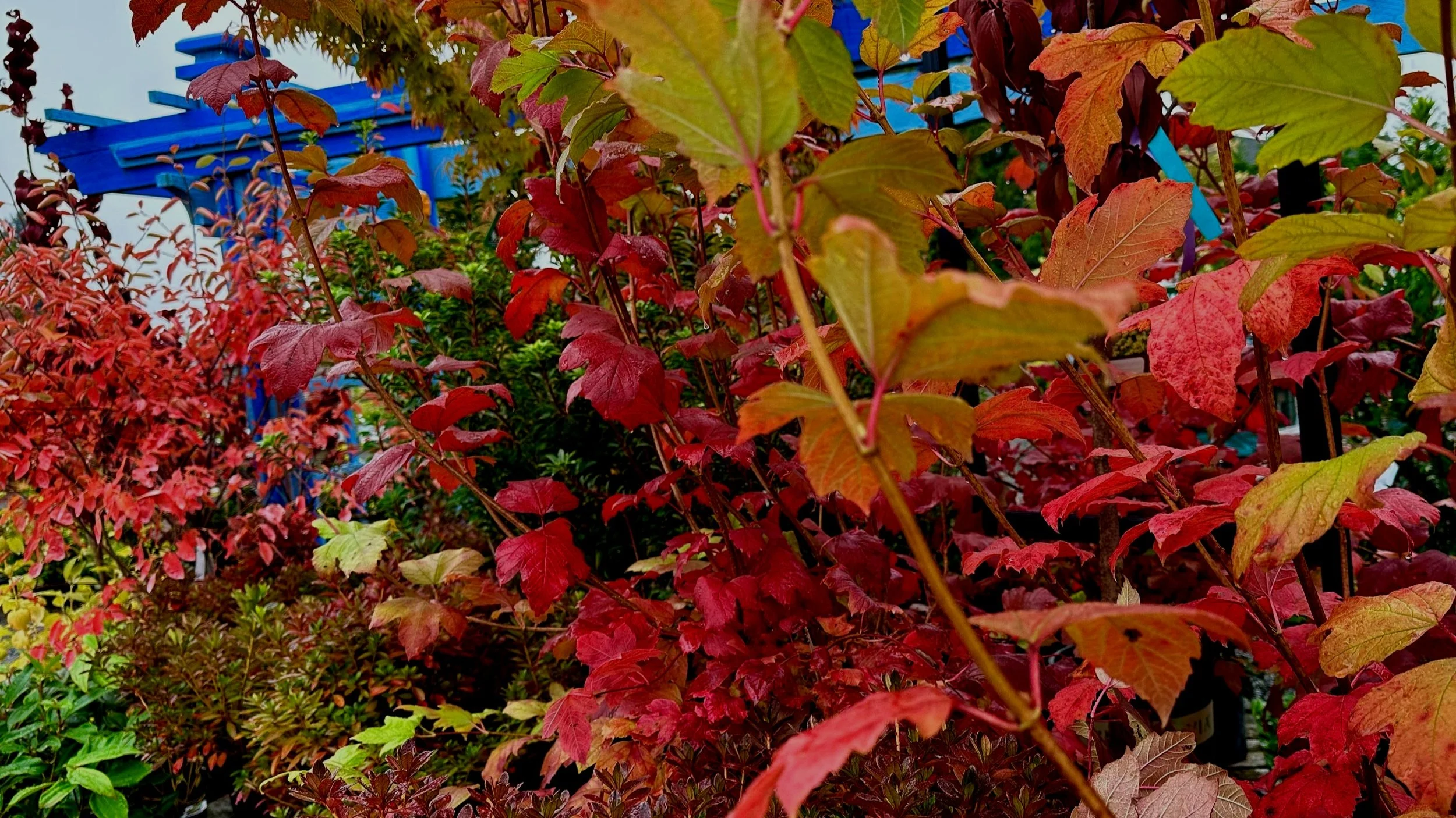 The Magic Of Fall Colors