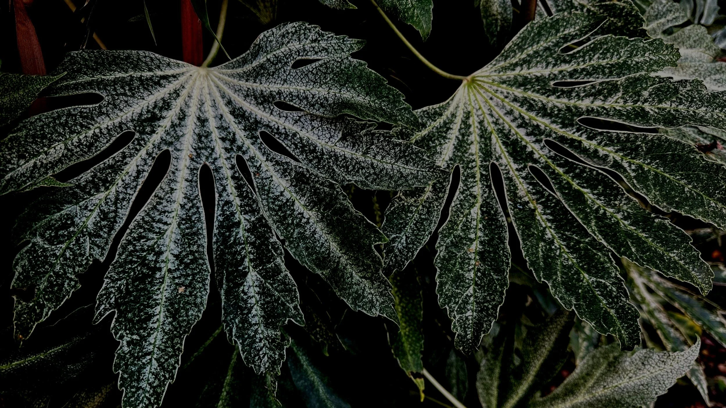 Fatsia Japonica: a versatile evergreen shrub for the northwest