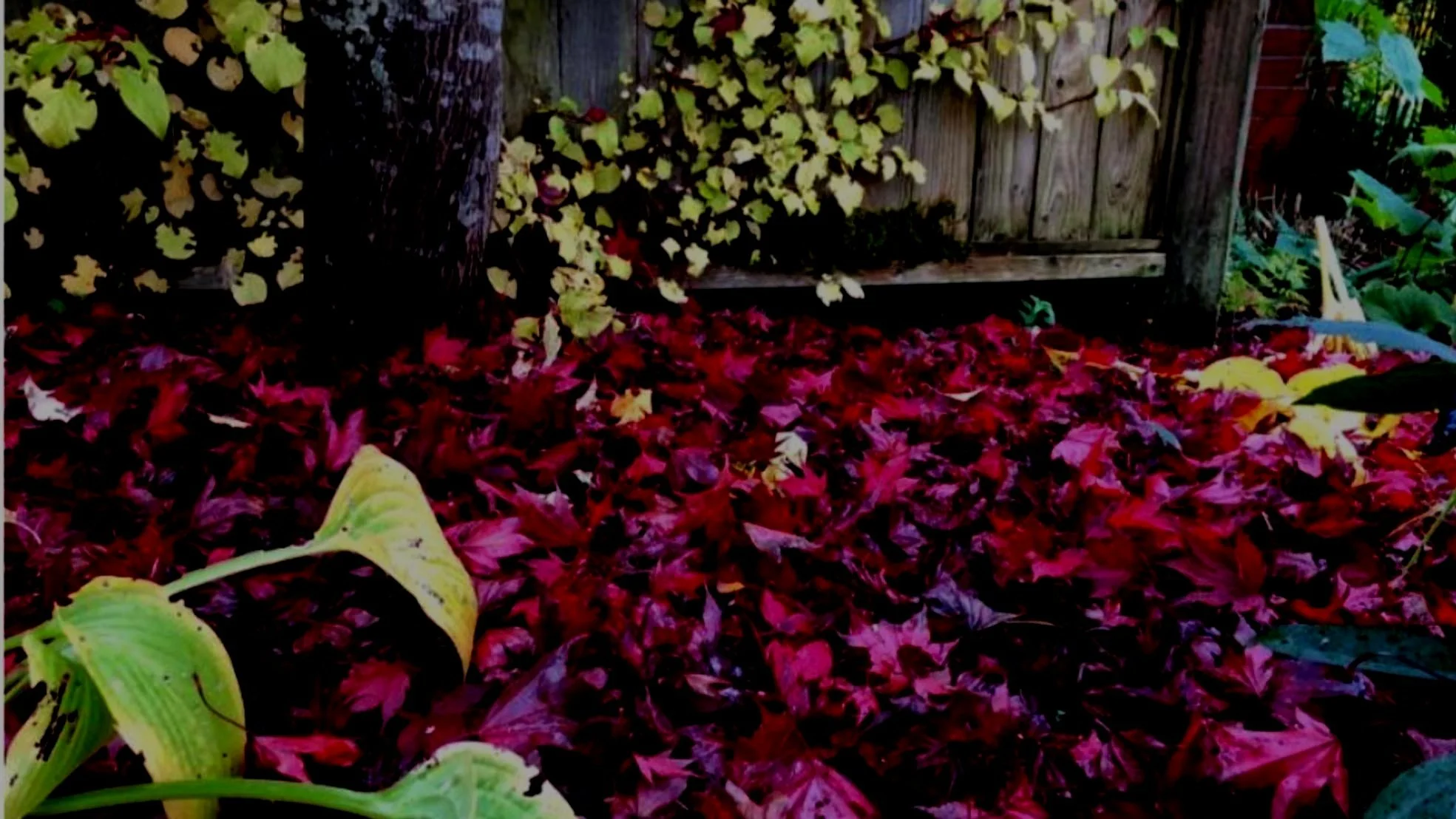 Leaves:  To Leave Or Not To Leave, That Is The Question