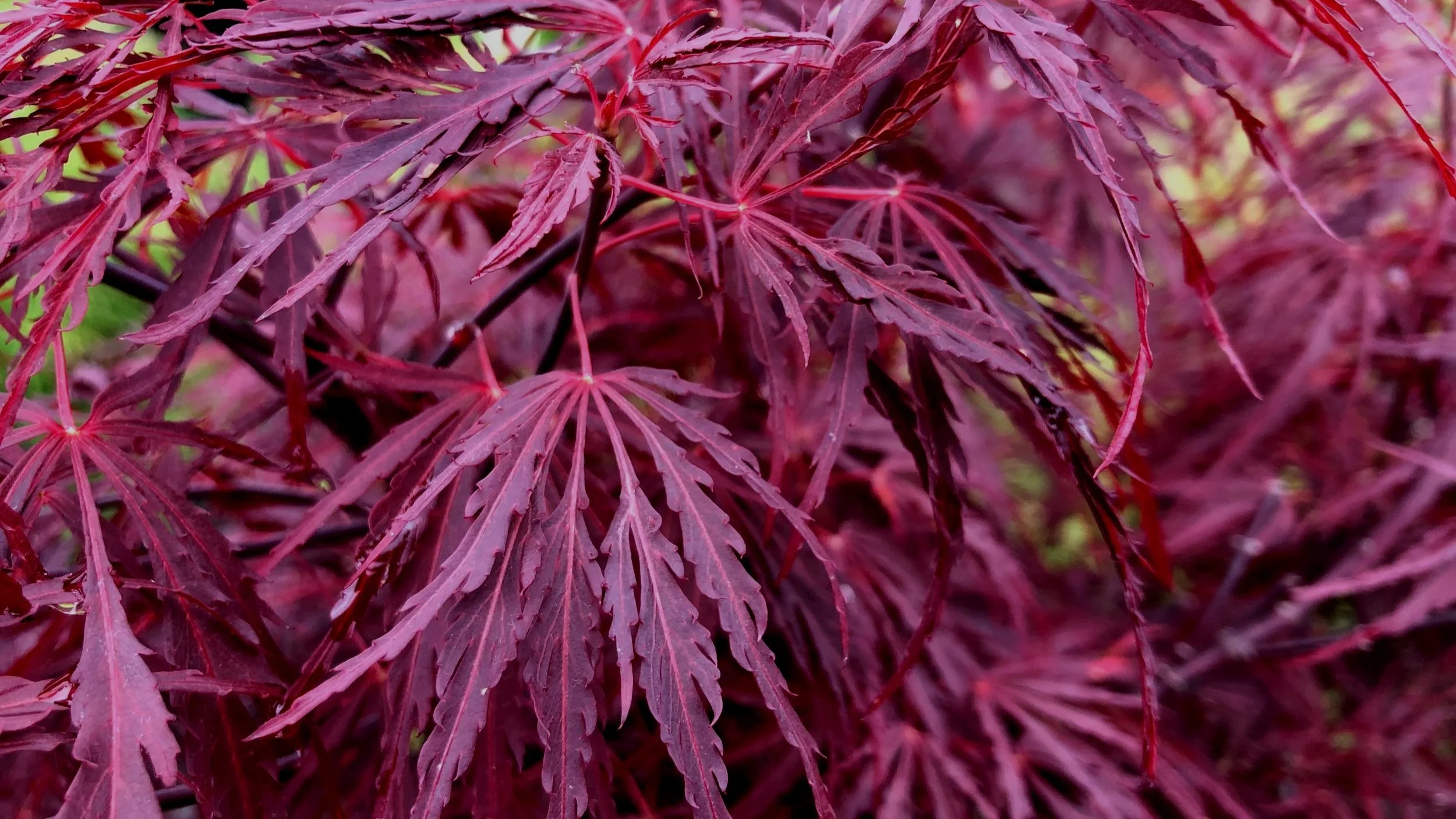 Pruning Your Laceleaf Japanese Maple — Sunnyside Nursery