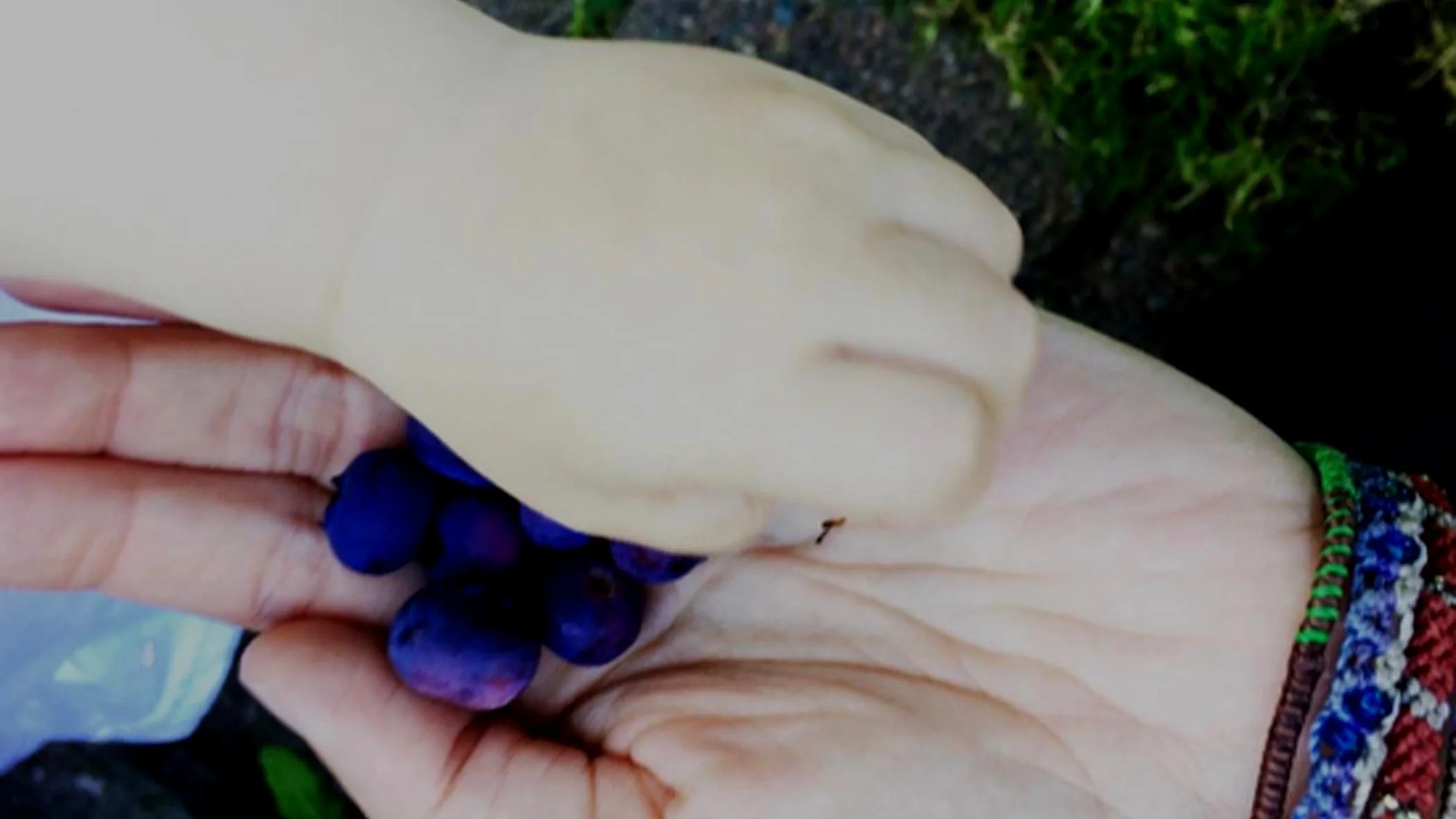 Bountiful Backyard Blueberries