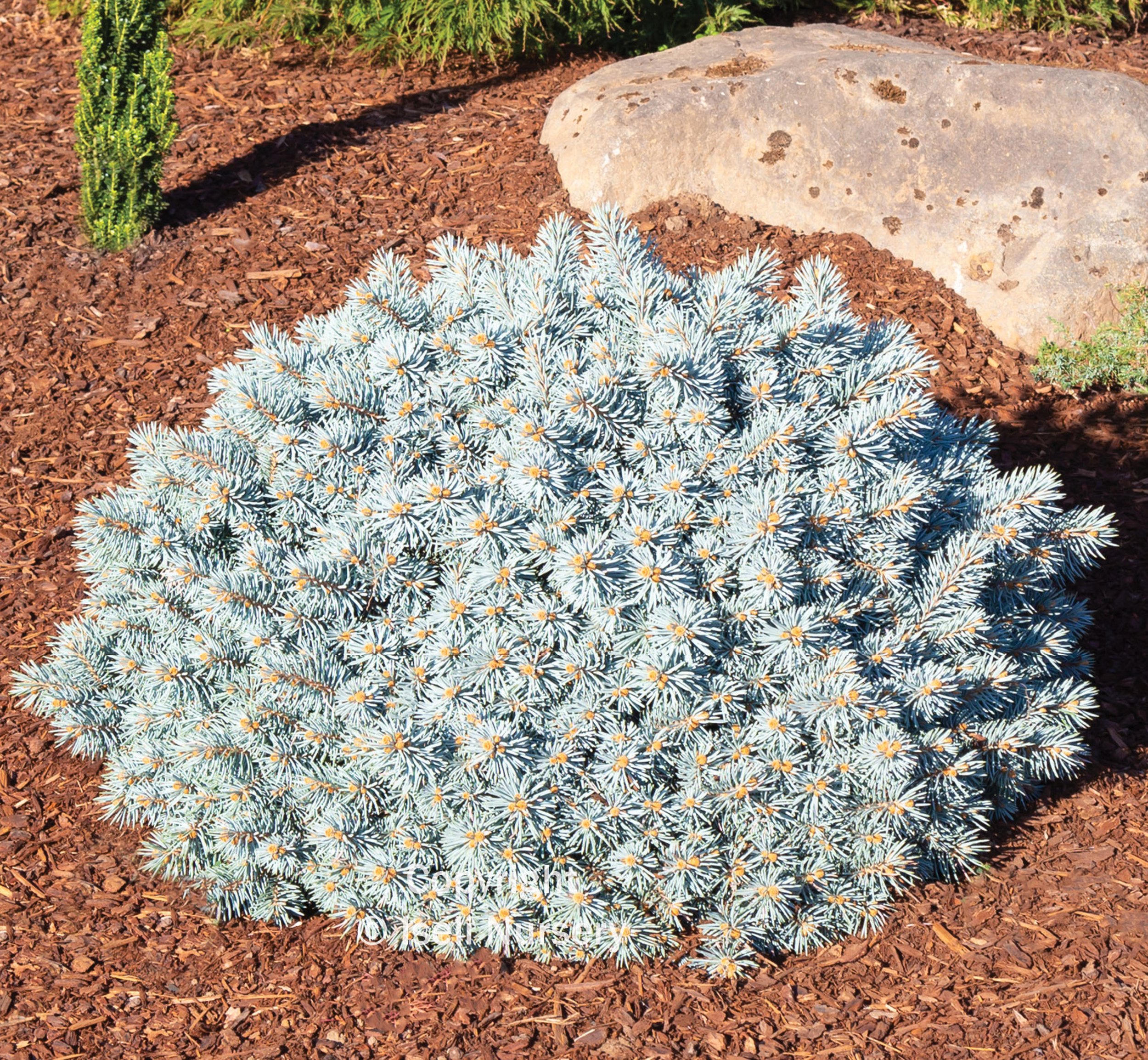 Picea punegns ‘Moonstone’