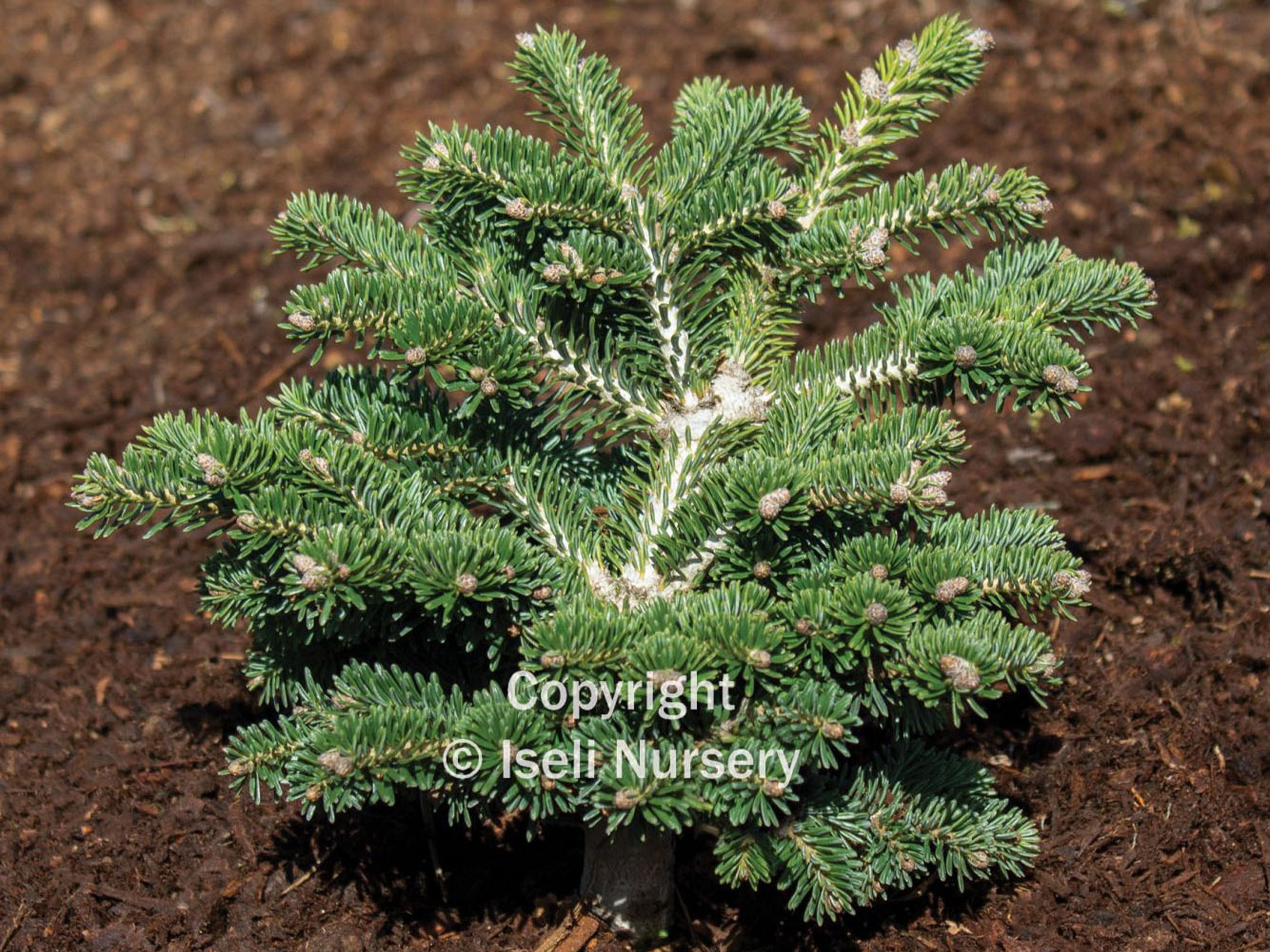 Abies borisii-regis ‘J.K. Greece’