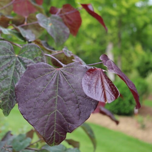 Cercis canadensis ‘Midnight Express’
