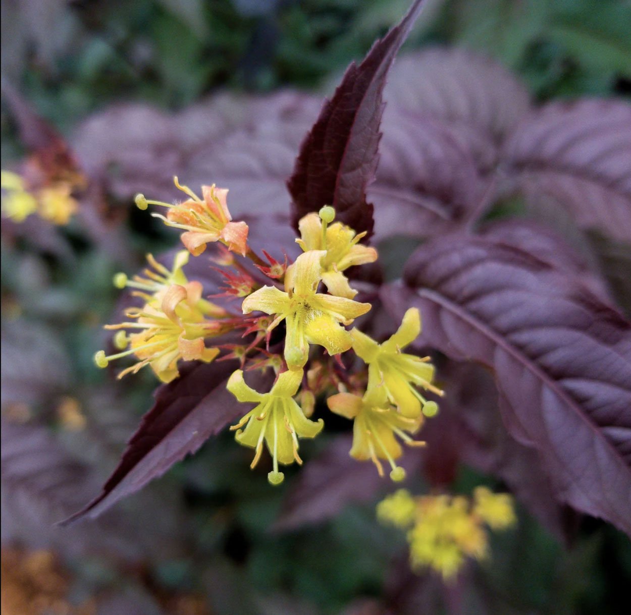  Diervilla splendens ‘Nightglow’