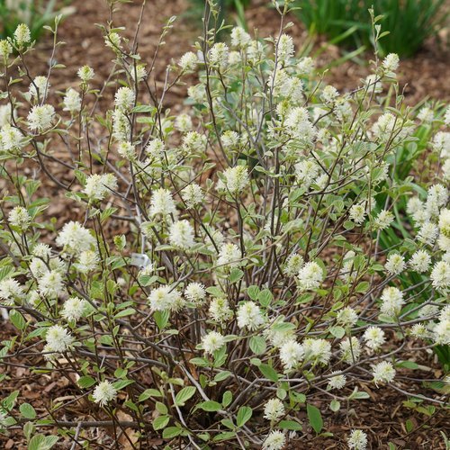 Fothergilla x intermedia ‘Legend of the Small’