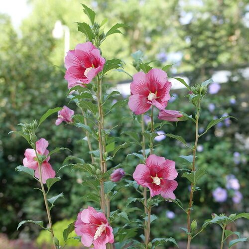 Hibiscus syriacus ‘Red Pillar’