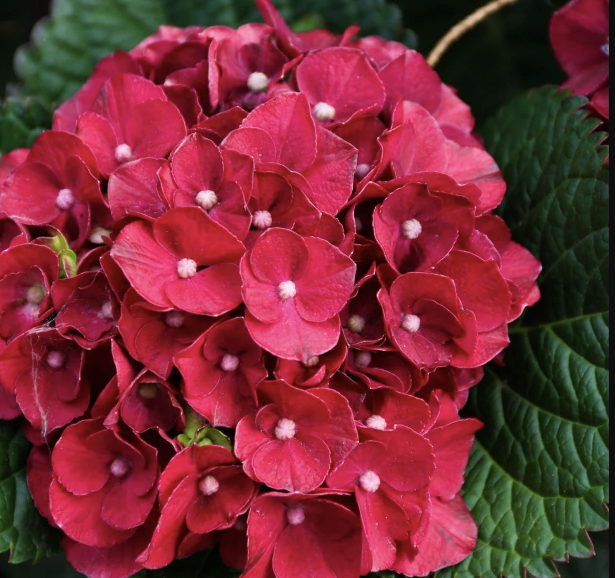 Hydrangea macrophylla ‘Cherry Go Around’