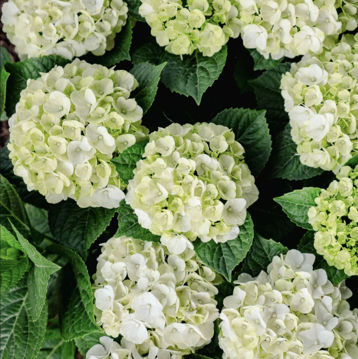 Hydrangea macrophylla ‘Grin and Tonic’