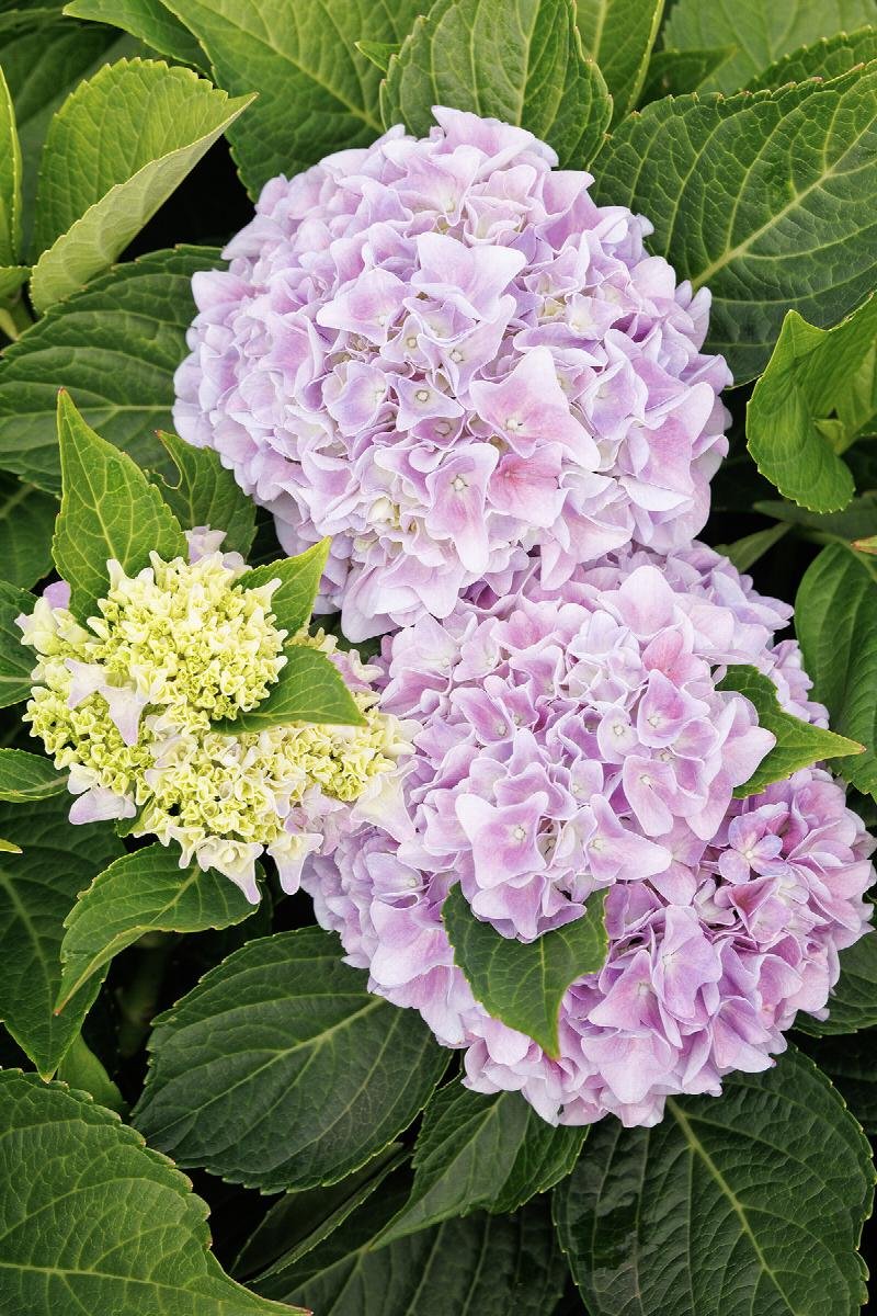 Hydrangea macrophylla ‘Kitty Hawk’