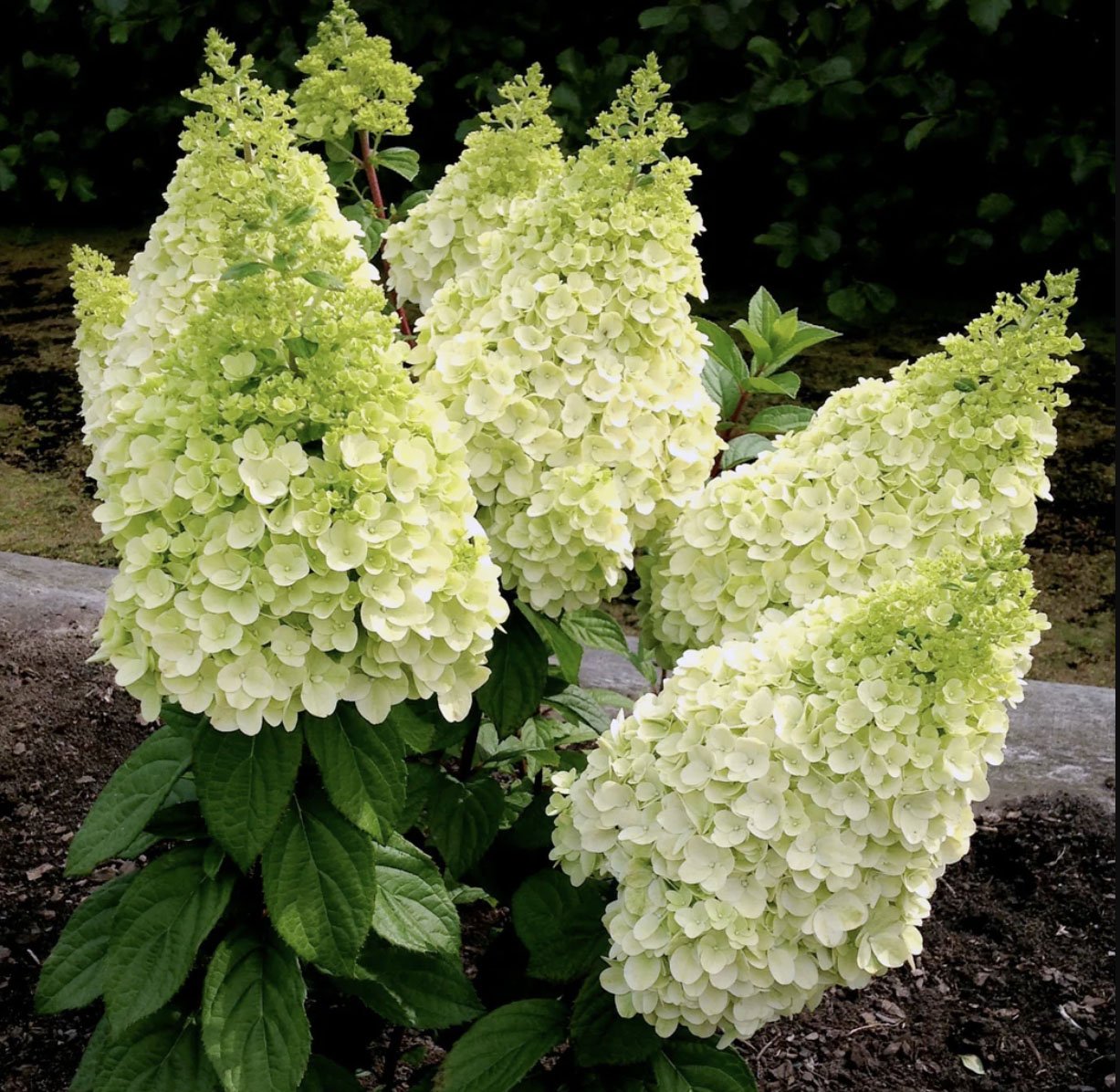 Hydrangea paniculata ‘Moonrock’