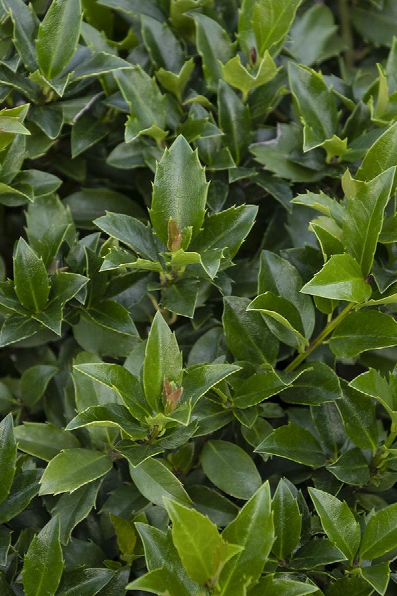 Ilex crenata ‘Emerald Boxer’