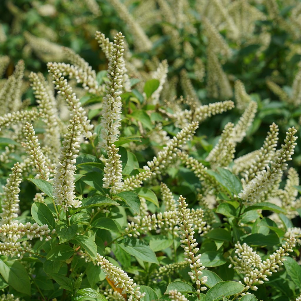 Itea virginica ‘Fizzy Mizzy’