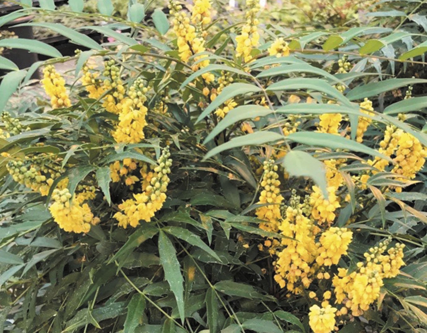 Mahonia hybrid ‘Funky Flow’