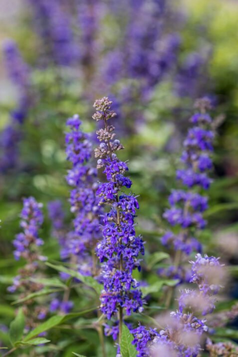 Vitex agnus-castus ‘Queen Bee’