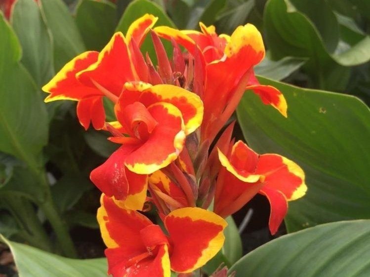 Canna x generalis ‘Cannova Red Golden Flame’