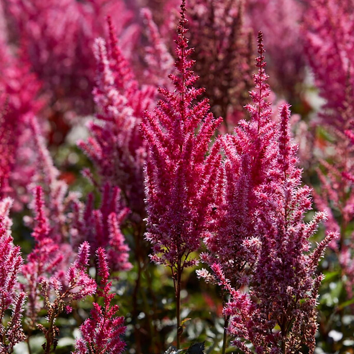 Astilbe ‘Mighty Chocolate Cherry’