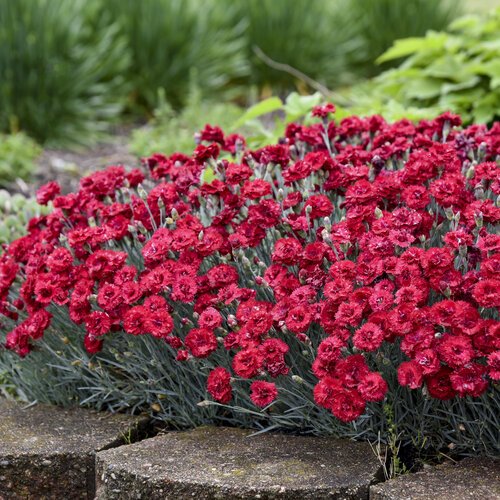 Dianthus ‘Fruit Punch Series’ 