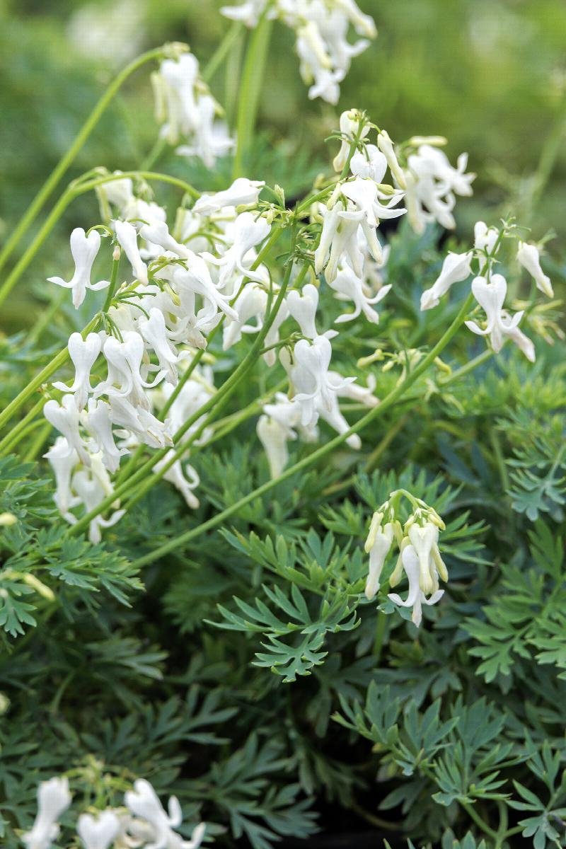 Dicentra ‘Amore Titanium’