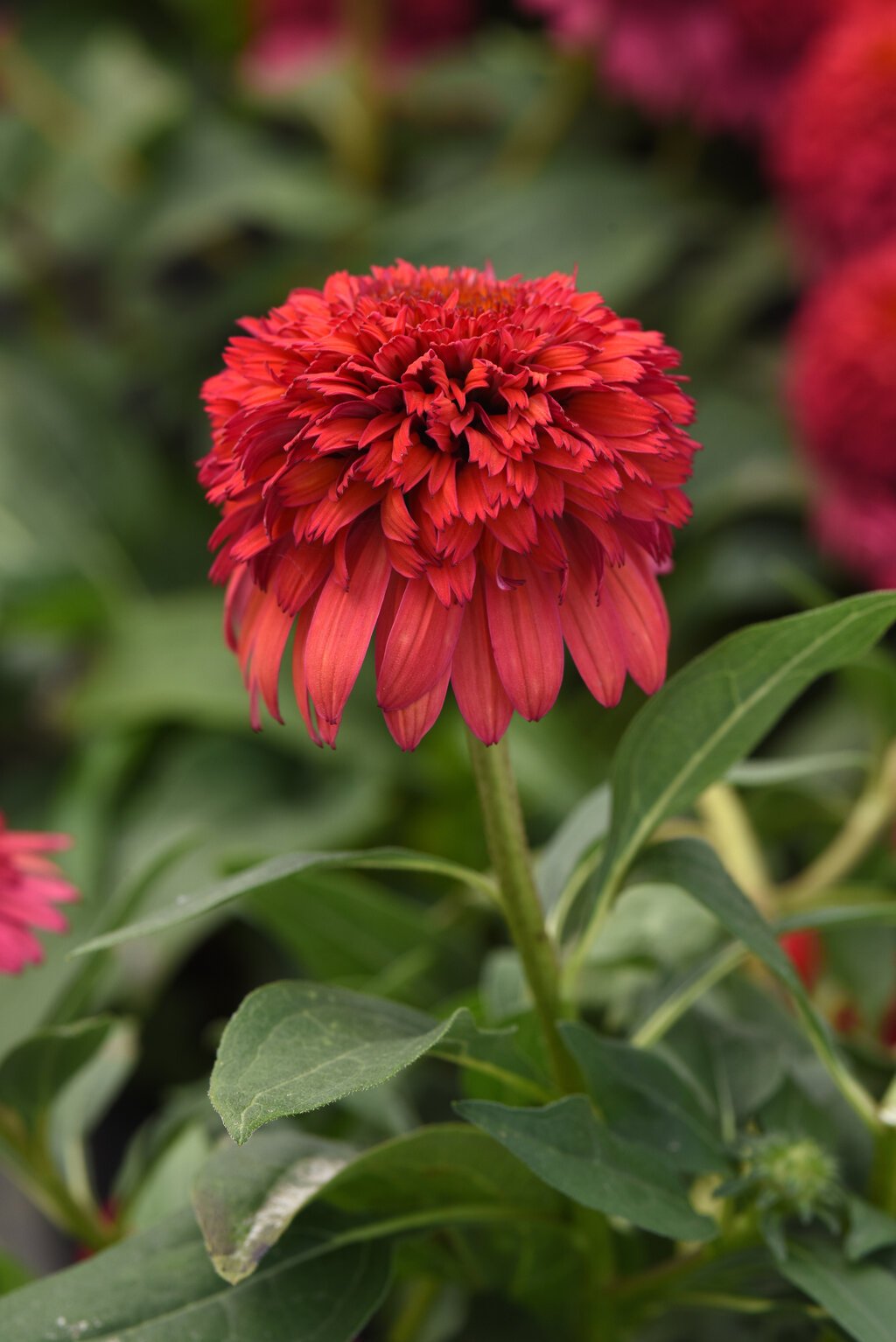 Echinacea ‘Double Scoop Deluxe Series’