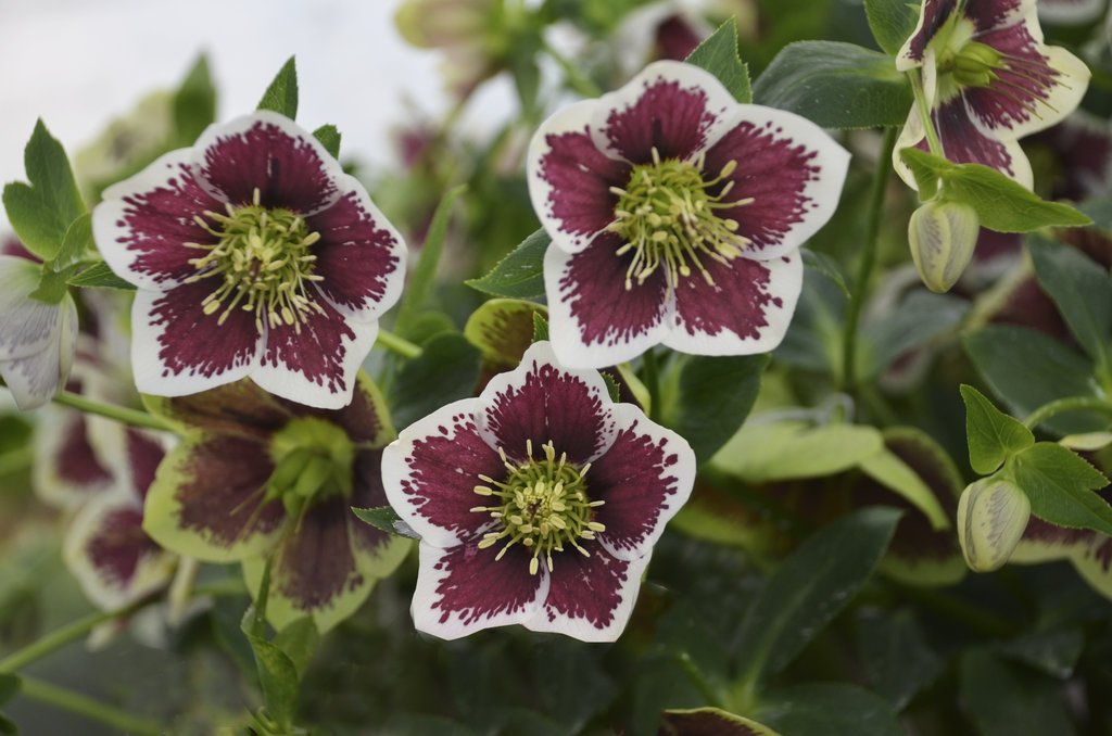 Hellebore ‘Honeymoon Series’ 